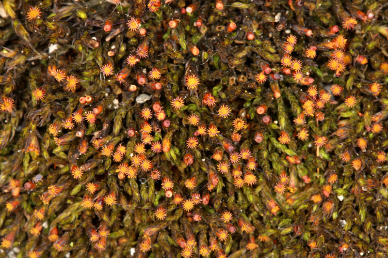 Schistidium dupretii